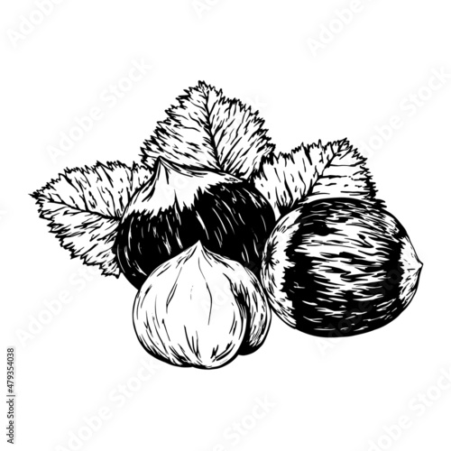 Hazelnut. Isolated flat hazelnut in shell and peeled with leaves sketch icons. Natural healthy hazel nut organic food collection. Vegetarian diet snack vector illustration
