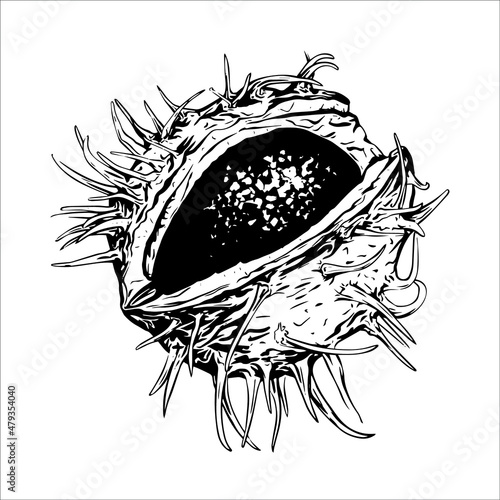 chestnut. nut with a prickly skin. black and white sketch, hand drawing, isolated, vector. organic protein