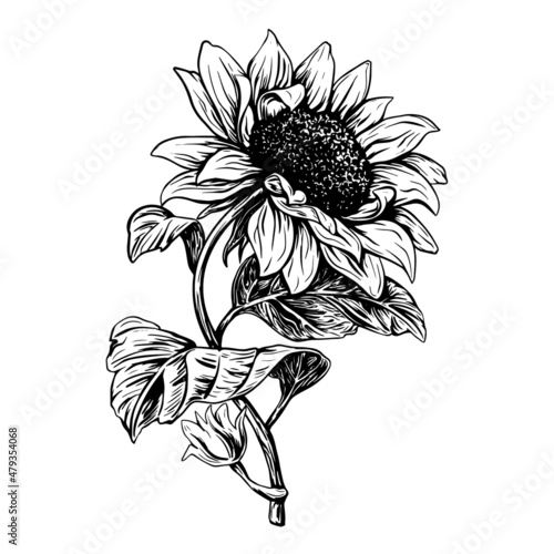 sunflower, leaf, seed, flower, oil. black and white sketch, hand drawing, isolated, vector. 
