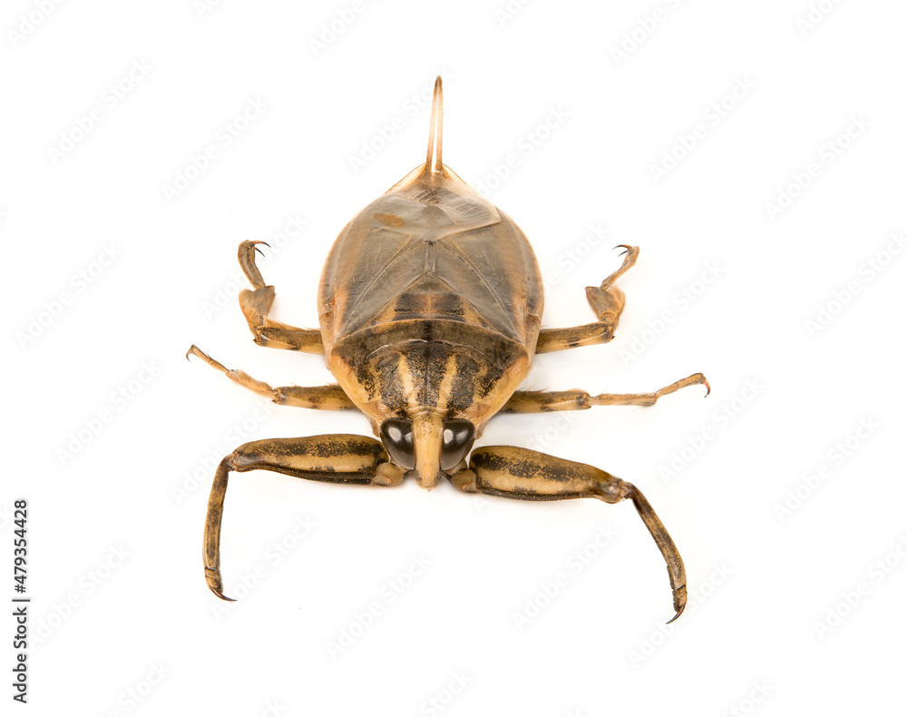 Fototapeta premium Giant water Thai bug or pimp isolated on white background.