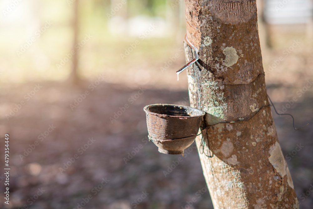 Tapping a latex rubber tree in northern Thailand Tapping a latex rubber tree in northern Thailand