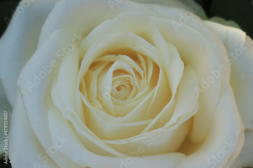 Single white rose