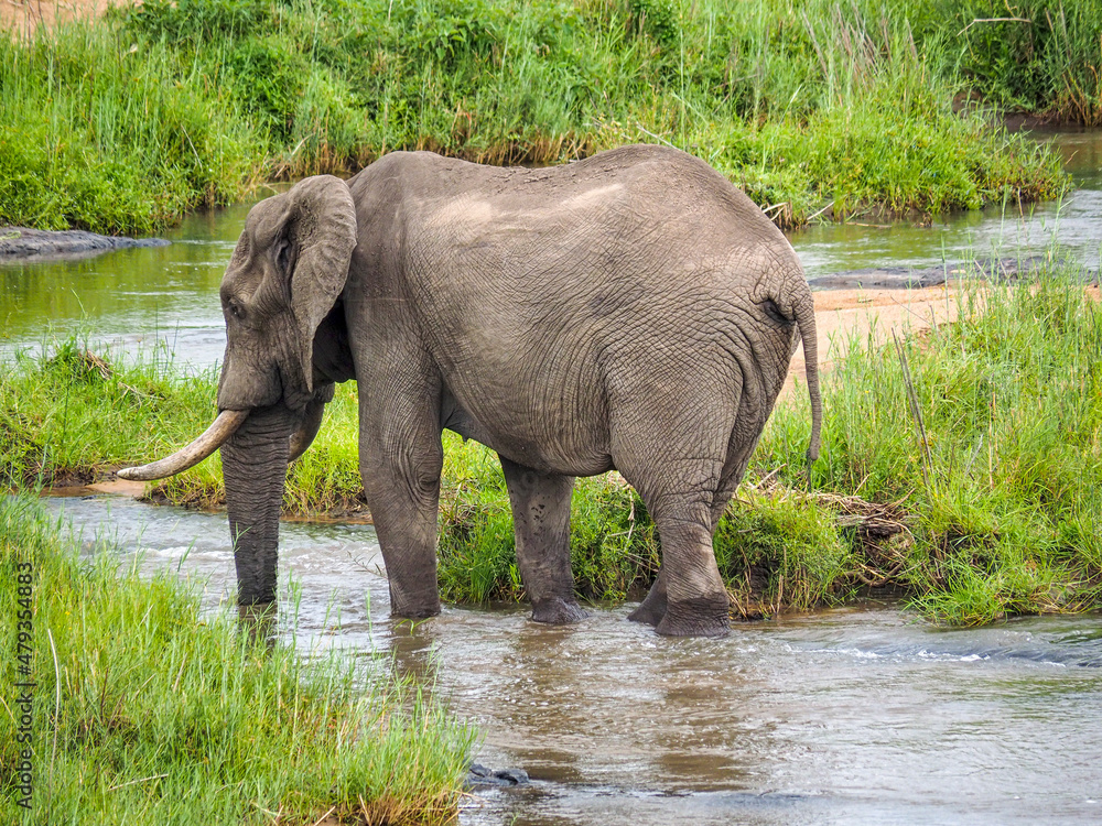 African Elephant (Loxodonta africana) in water in Zimbabwe, Africa