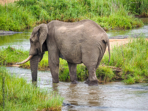 African Elephant  Loxodonta africana  in water in Zimbabwe  Africa