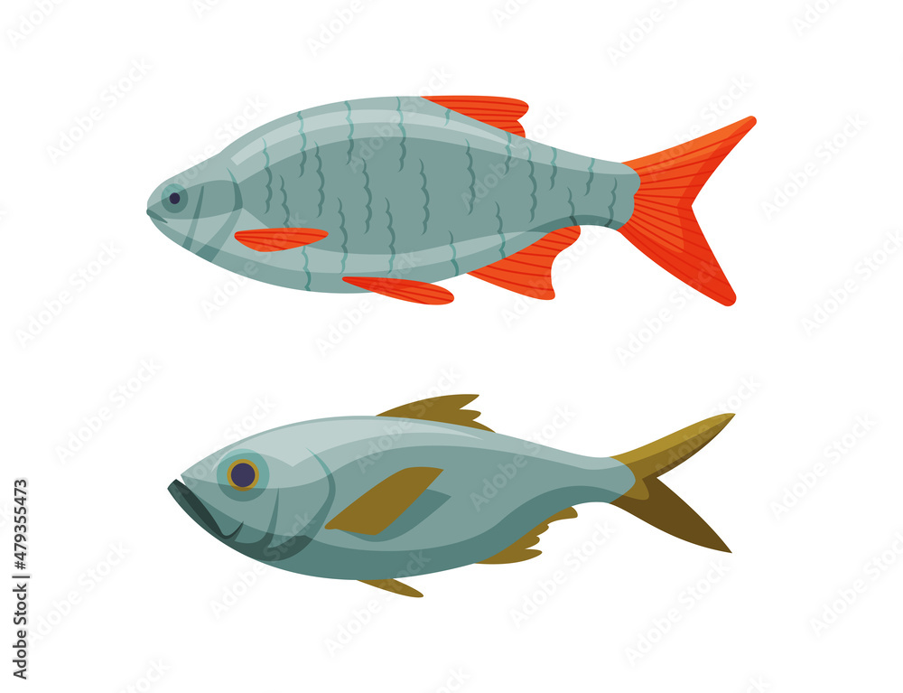 River or Freshwater Fish as Seafood Vector Set River or Freshwater Fish as Seafood Vector Set