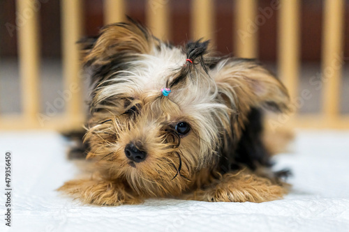 Yorkshire Terrier puppies. Yorkshire terrier looking at the camera in a head shot.