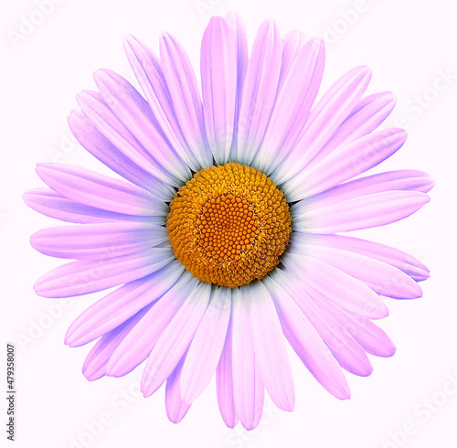 Purple  chamomile flower  on white isolated background with clipping path. Closeup. For design. Nature.