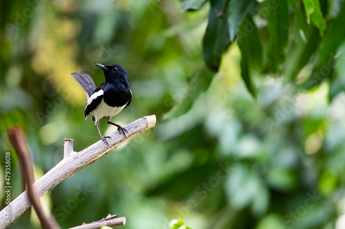 Oriental - magpie Robin