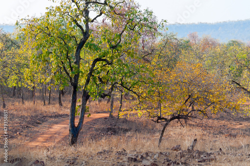 Beautiful Panna forest at Panna National Park, Madhya Pradesh, India. It is located in Panna and Chhatarpur districts of Madhya Pradesh in India. It has an area of 542.67 km2 , a tiger reserve. photo