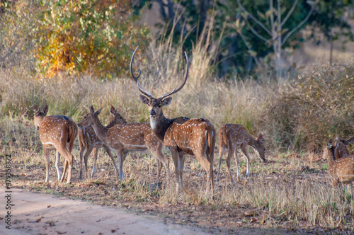 Beautiful image of group of deers   front facing the camera at Panna National Park  Madhya Pradesh  India. It is a tiger reserve.