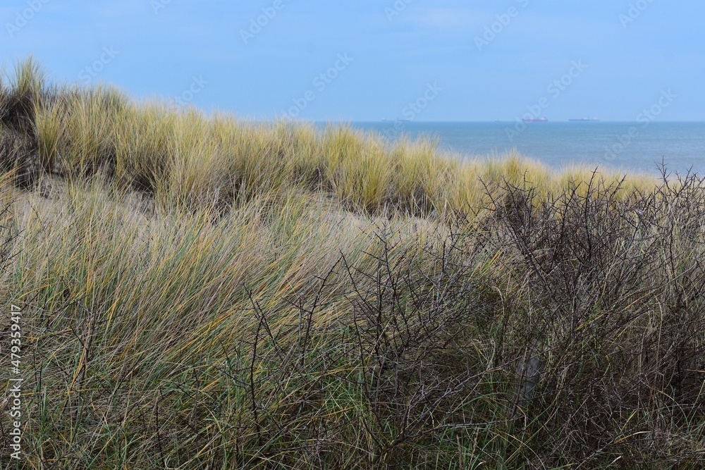 Marram grass, on sand dunes, in Kijkduin, Netherlands.