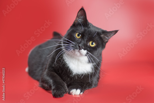 black and white cat lying on red background © Sofiia