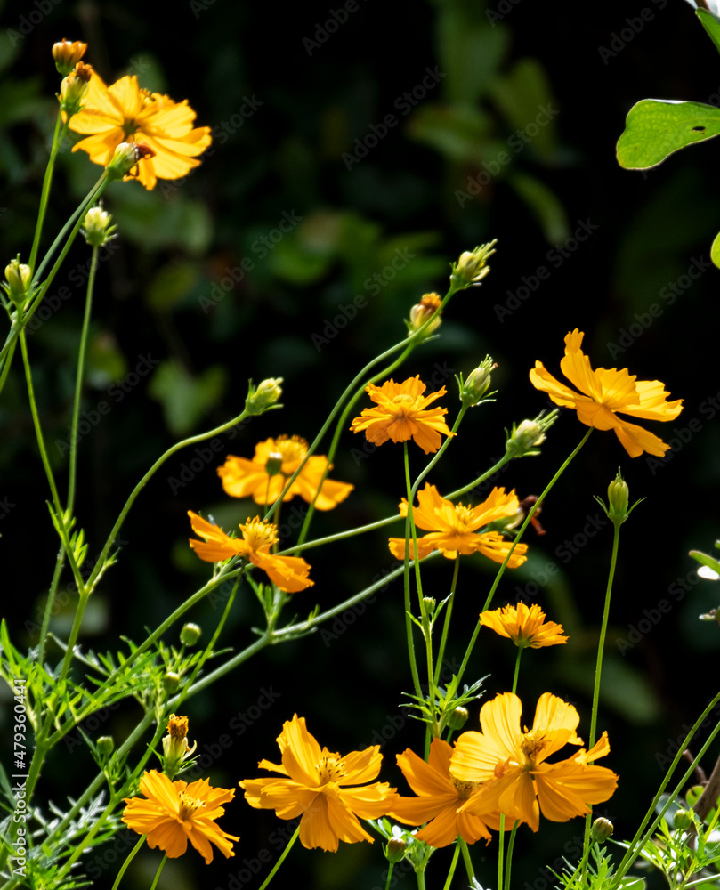 Fototapeta premium group of beauty orange and gold cosmos with green leaves and flower blooming in botany garden.