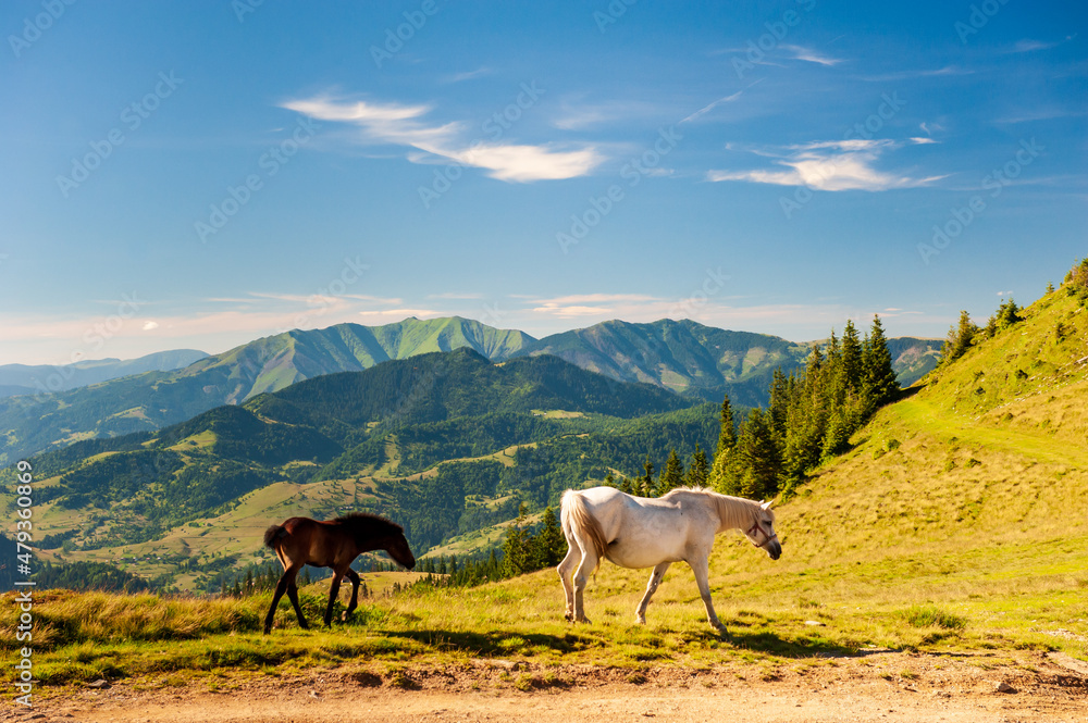 Wild horses grazing on grass with veiw of Maramures ridge from Rodna Mountains, Muntii Rodnei National Park, Romania, Romanian Carpathian Mountains, Europe.