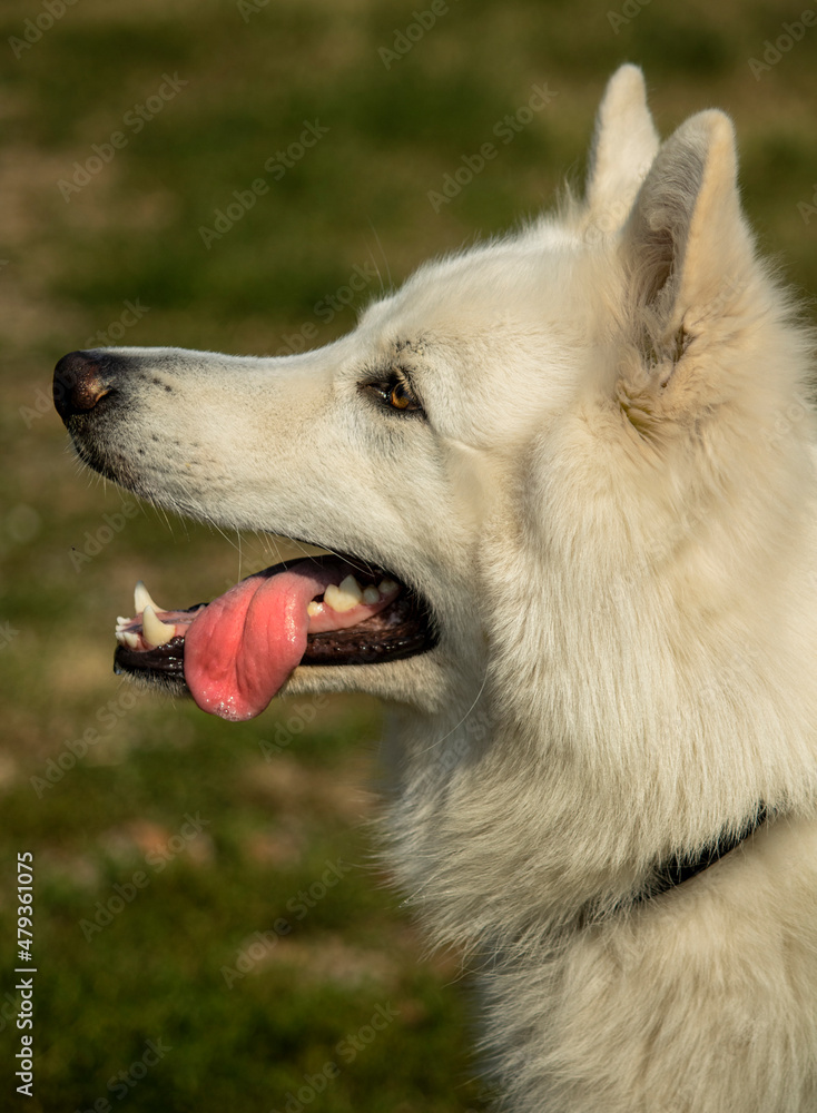 Profilo Cane Bianco Felice