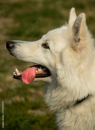 Profilo Cane Bianco Felice