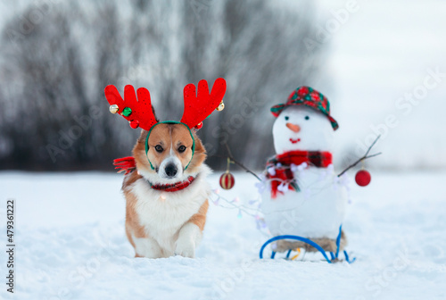 funny a corgi dog puppy in Christmas reindeer horns drives a sleigh with a snowman in a winter park