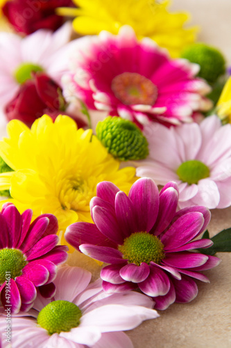Spring flower composition on pink background made from fresh Chrysanthemum.