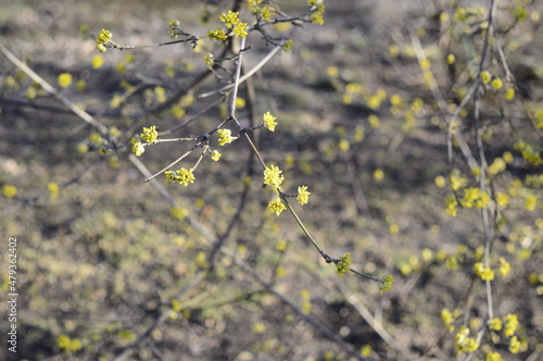Closeup Cornus mas known as Cornelian cherry with blurred background in spring garden