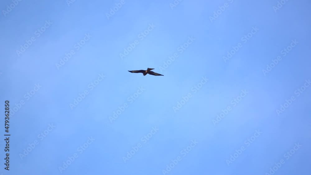 a red kite (Milvus milvus) riding the wind and soaring in a blue winter UK sky a red kite (Milvus milvus) riding the wind and soaring in a blue winter UK sky