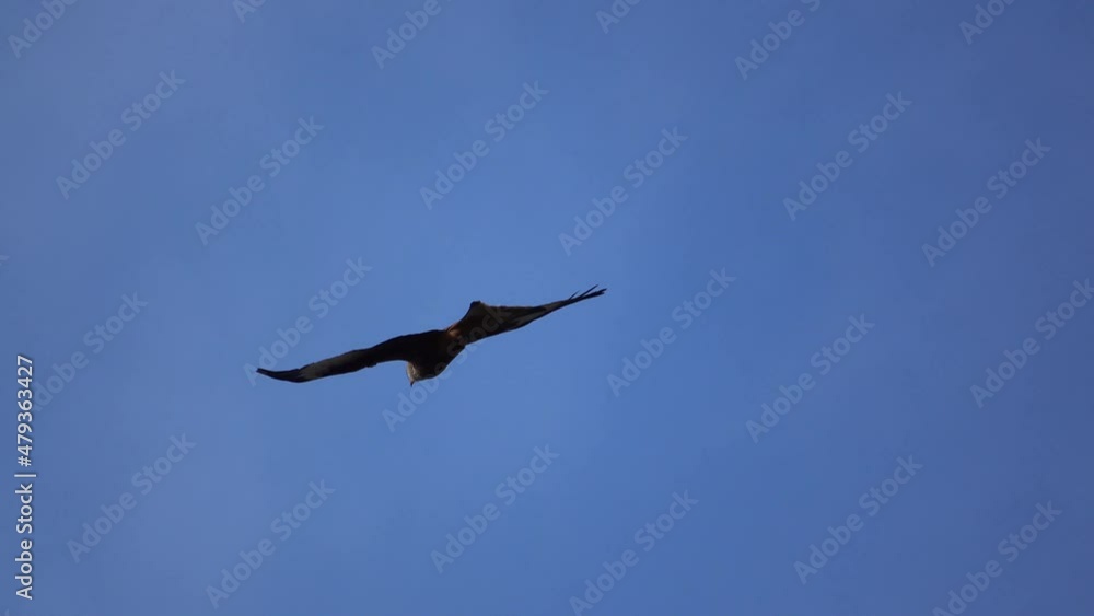 a red kite (Milvus milvus) riding the wind and soaring in a blue winter UK sky a red kite (Milvus milvus) riding the wind and soaring in a blue winter UK sky