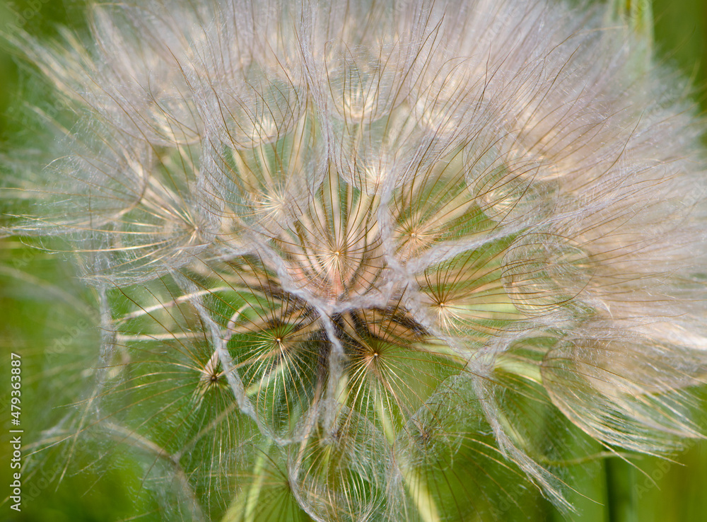 Fototapeta premium tender dandelion in a field in green grass - Tragopogon pratensis. Dandelion seed head in meadow, close-up nature. Macro shot of seed head, delicate and beautiful Tragopogon. bokeh