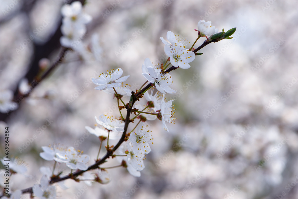 Prunus avium. oriental cherry. white spring flowers on the tree, in the garden. cherry blossoms. delicate flowers on a branch. natural background. idea of the spring awakening. close-up. focus Prunus avium. oriental cherry. white spring flowers on the tree, in the garden. cherry blossoms. delicate flowers on a branch. natural background. idea of the spring awakening. close-up. focus