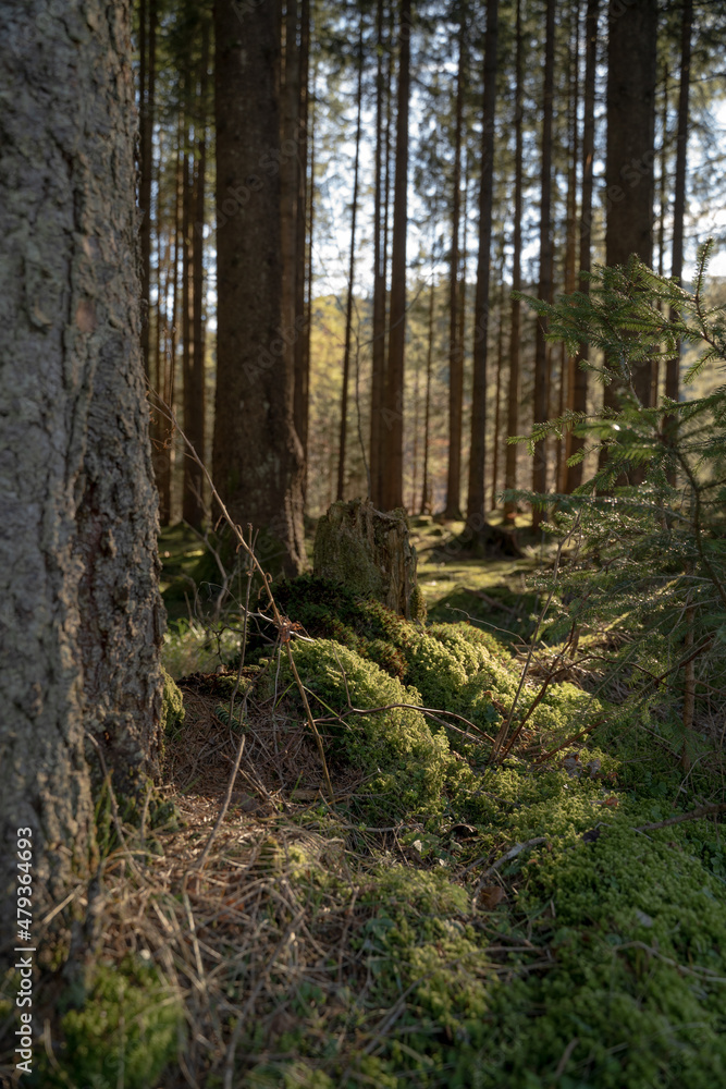 Forest and Trees in the Bavarian Alps Forest and Trees in the Bavarian Alps
