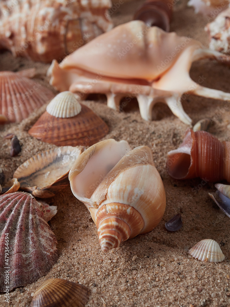 View of the sandy beach. Summer day. Shells in the sand.