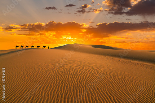 Camel caravan in the desert on a sand dune at sunset