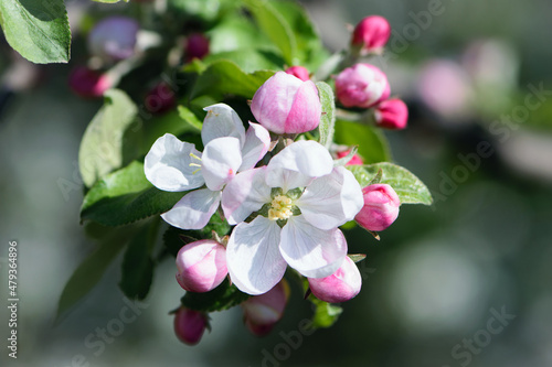 flowering apple tree branch in the garden. Blooming fruit trees in the garden. White and pink flowers close-up on a branch of a tree. Floral spring nature background.