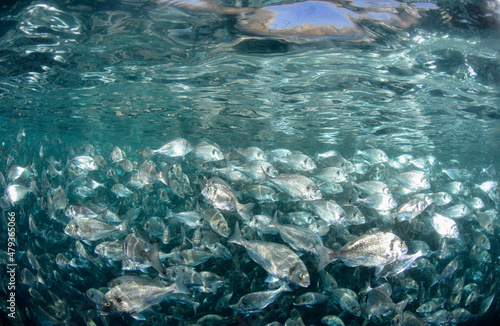 A flock of fish inside the fish farm, breeding commercial fish in the fish farm. Gilt-head bream (Sparus aurata)