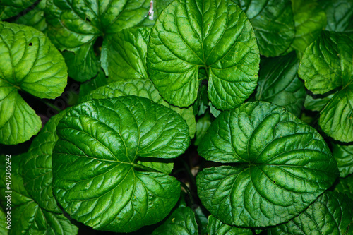 large green leaves close-up for background and text. Background from green rounded leaves. natural garden shrub. Beautiful plant in the flowerbed. Back image for writing text