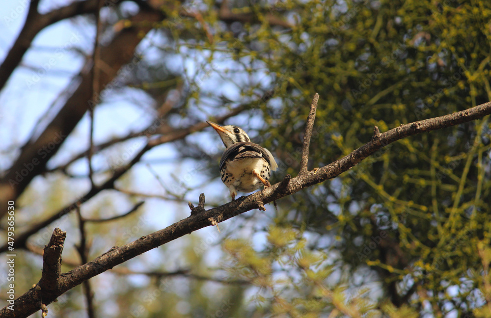 The Groundscraper thrush bird found in Gaborone Botswana Southern Africa The Groundscraper thrush bird found in Gaborone Botswana Southern Africa