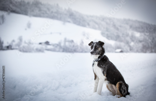 straydog © Kayas_pics