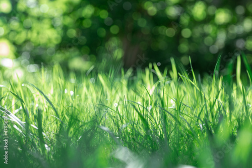 Soft focus abstract green grass background with visible strip of grass blades in middle covered with bright sunlight making grass shine. Day walk in forest.