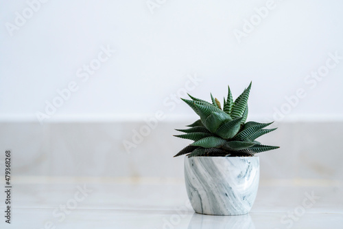 Haworthia limifolia Marloth A tree used for decoration in a house on a white background photo