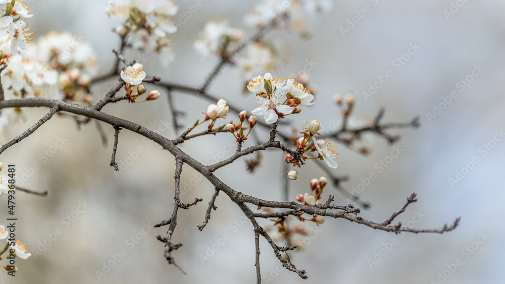 Dry branch of blossoming wild cherry selective soft focus on blurred cherry tree background in sunlight with copy space. Beautiful floral image of spring nature close up macro. Dry branch of blossoming wild cherry selective soft focus on blurred cherry tree background in sunlight with copy space. Beautiful floral image of spring nature close up macro.