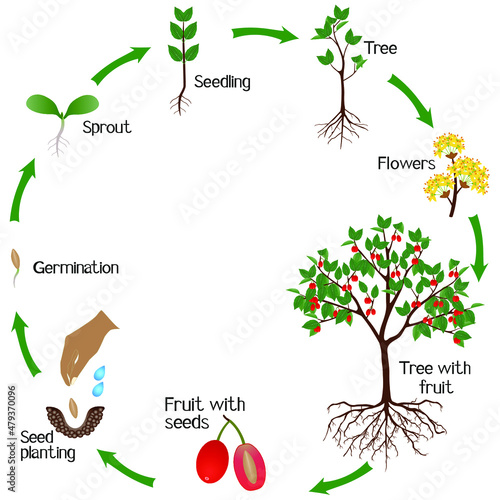 A growth cycle of dogwood plant on a white background.