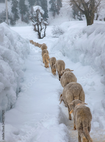 A herd of sheep in snow in winters of Kashmir, India photo