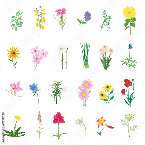 Set of vector flowers and leaves isolated on white background. Hand drawn illustration.