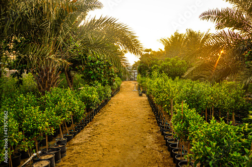 path in the garden © Hussain