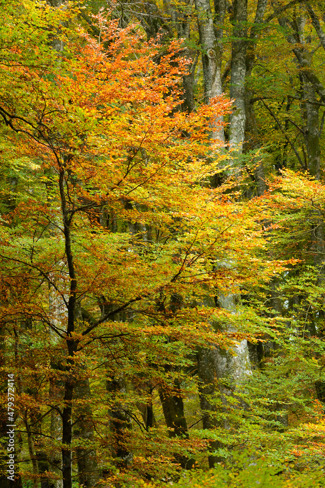 Detail of a beech tree forest in autumn foliage