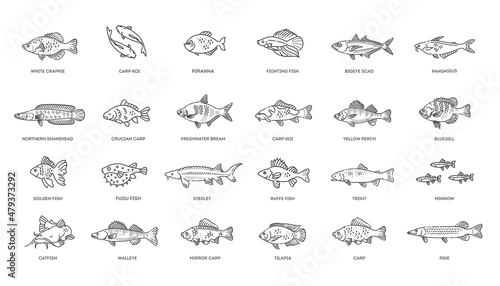 Freshwater fish set. Types of Fish