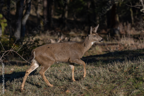 White-tailed Deer in the Wilderness © davidhoffmann.com