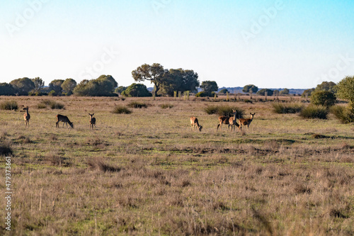 group of deer eating and watching in the pasture with trees in the background © TREAURESTOCK