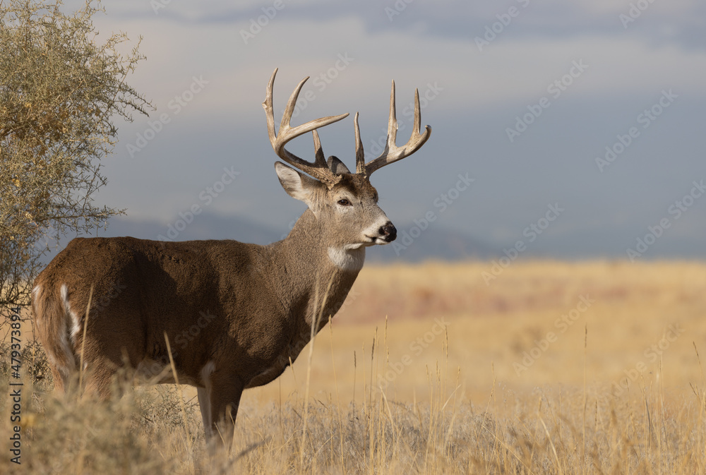 Buck Whitetail Deer in Colorado in Autumn Buck Whitetail Deer in Colorado in Autumn