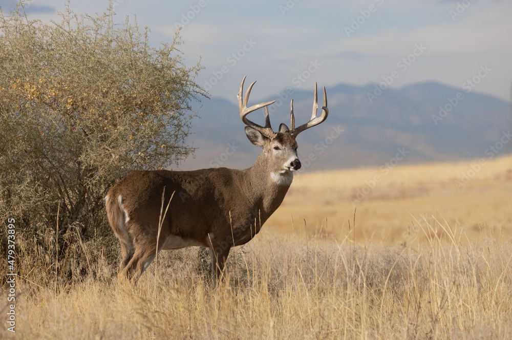 Buck Whitetail Deer in Colorado in Autumn Buck Whitetail Deer in Colorado in Autumn
