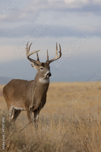 Fototapeta Naklejka Na Ścianę i Meble -  Buck Whitetail Deer in Colorado in Autumn
