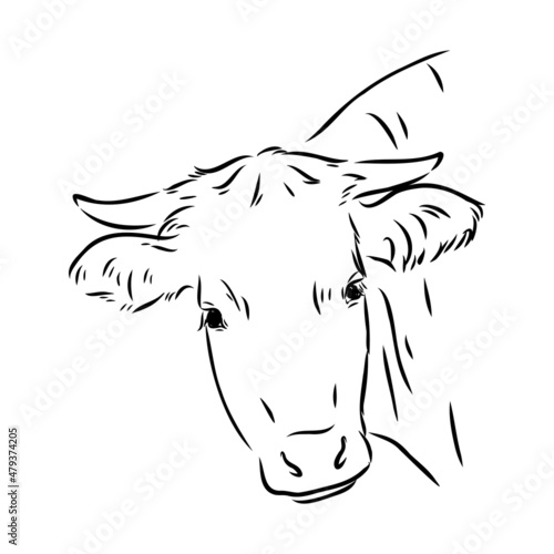 Isolated cow eating grass on a white background. Black and white sketch line silhouette vector illustration.